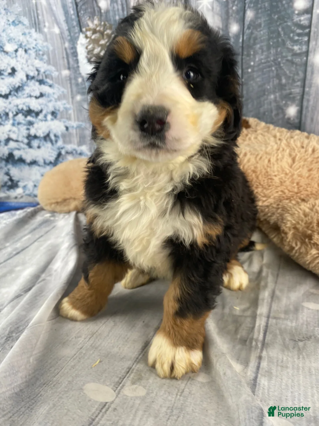 Bernese Mountain Dog dogs for sale: June - Ad 2