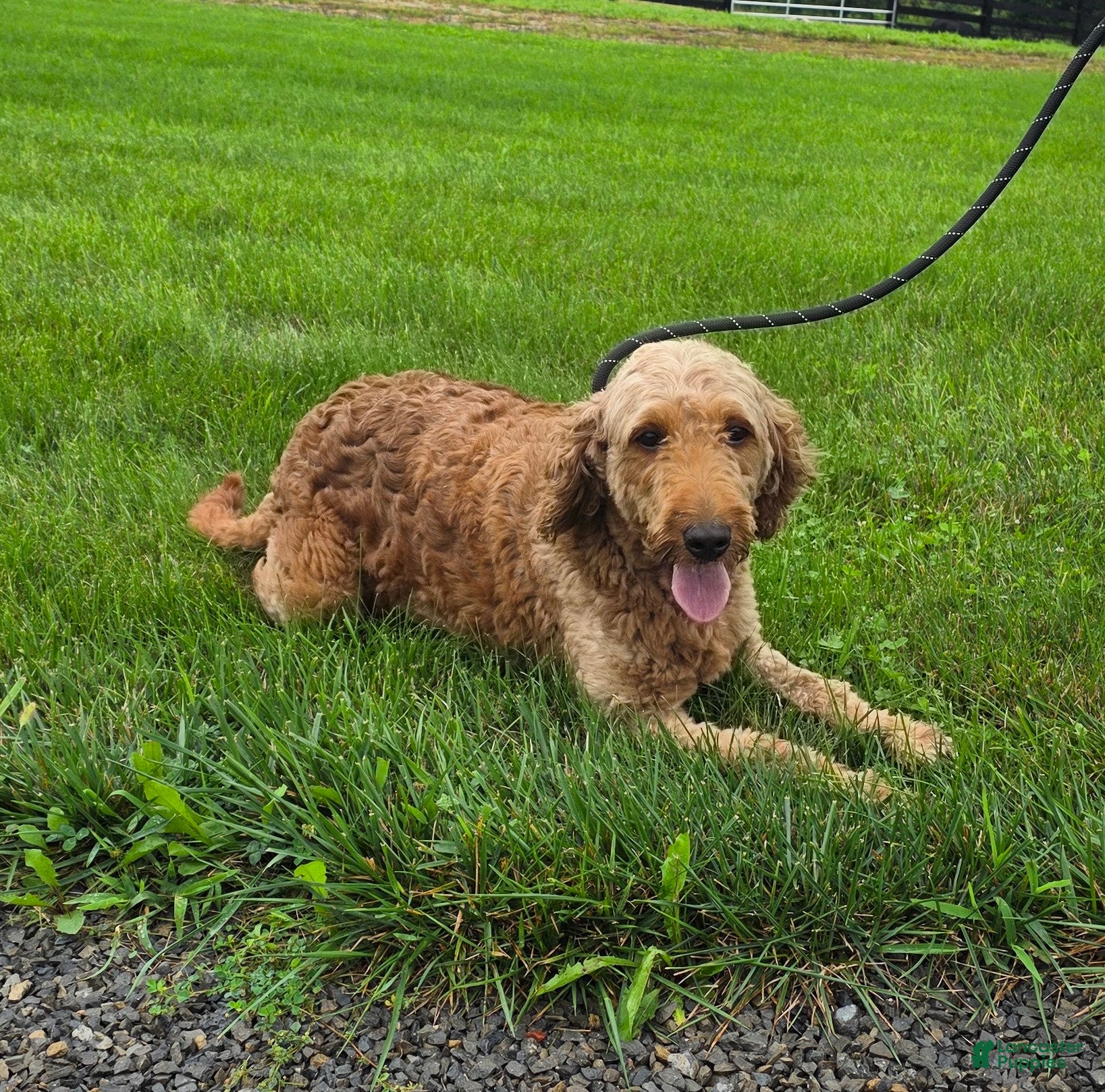 Goldendoodle dogs Robin - Ad 2