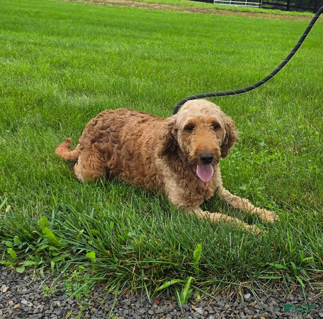 Goldendoodle dogs for sale: Robin - Ad 2