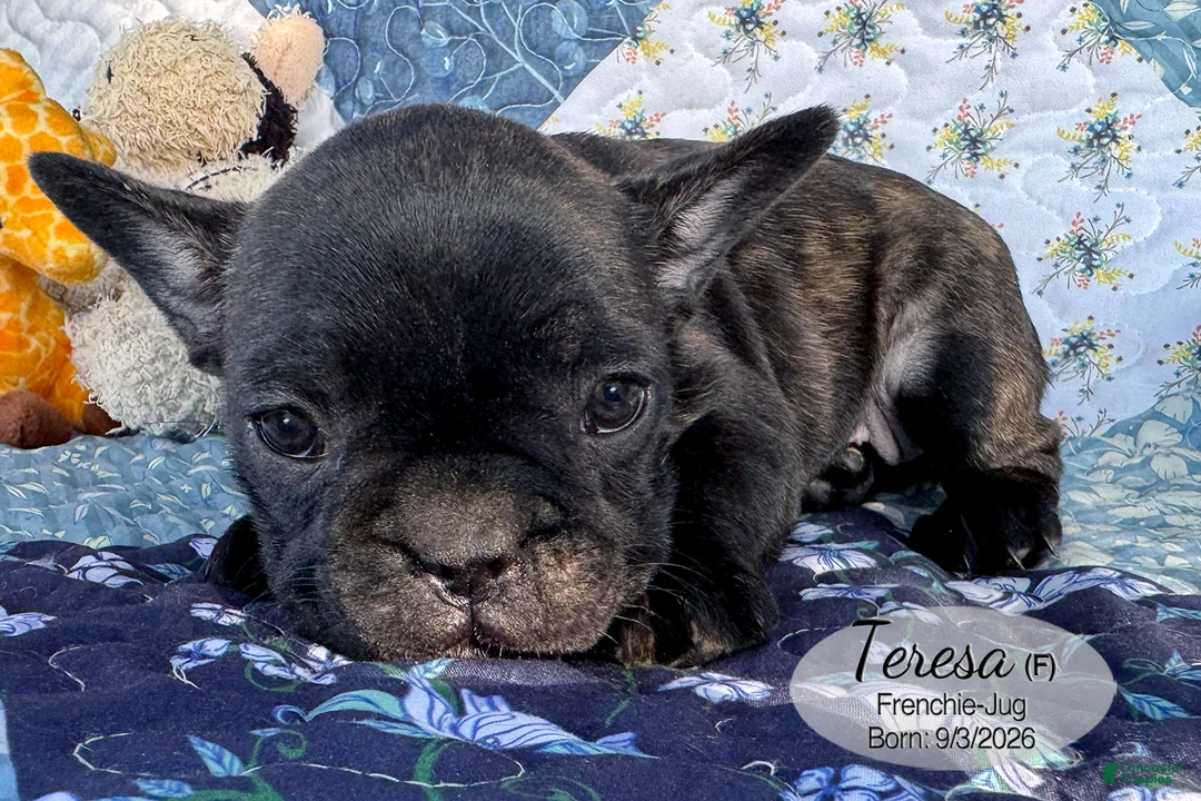 French Bulldog dogs for sale: Teresa - Ad 2