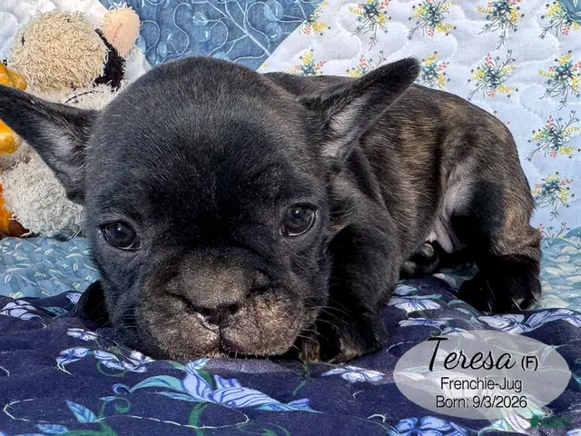 French Bulldog dogs for sale: Teresa - Ad 2