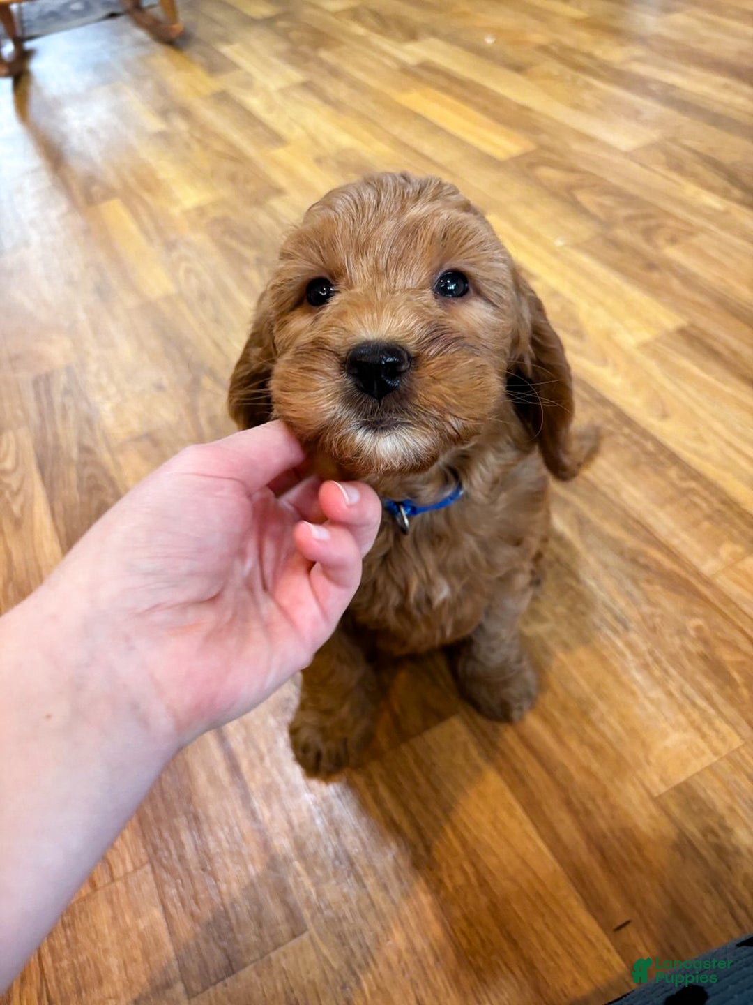 Mini Goldendoodle dogs for sale: Chip - Ad 9