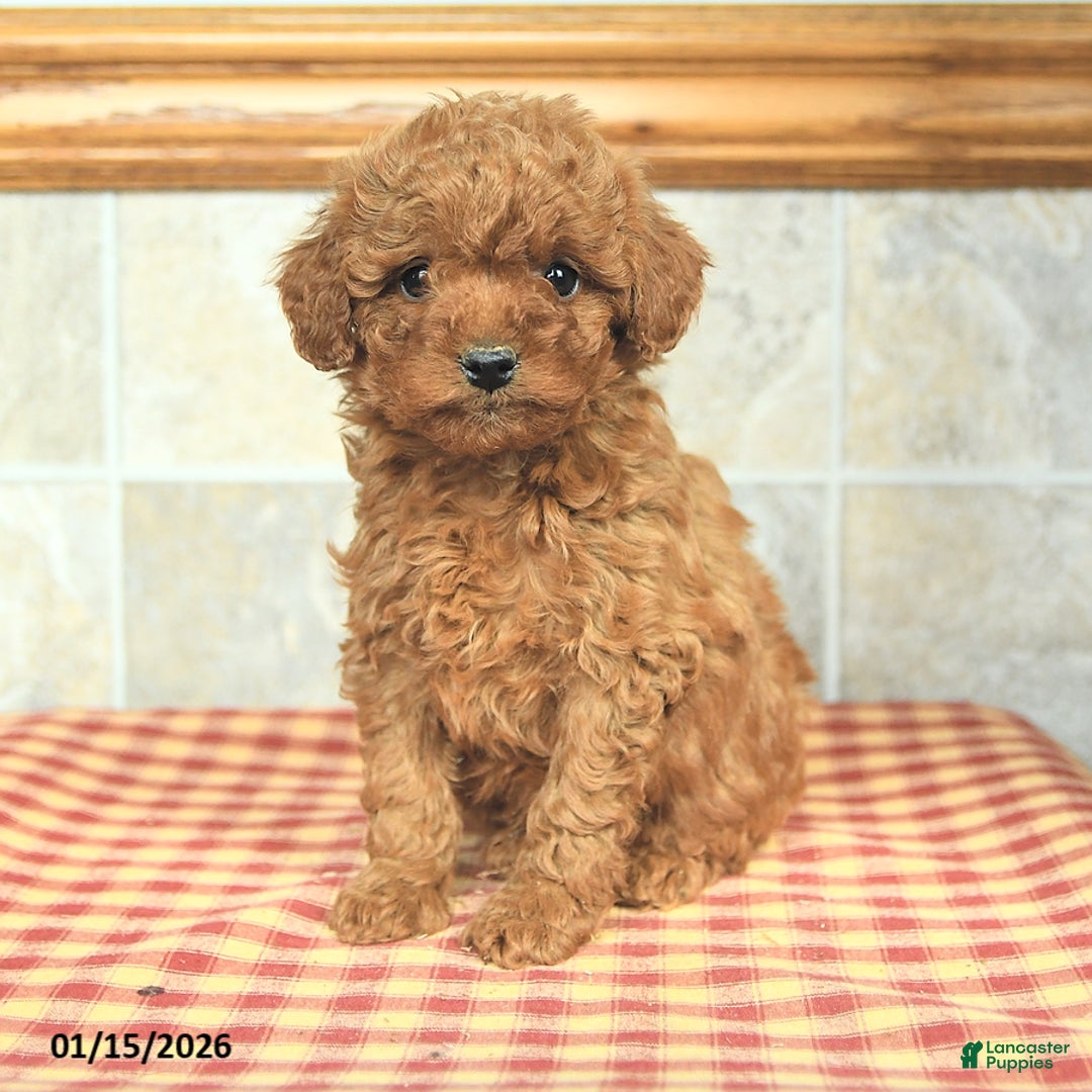 Yorkiepoo dogs for sale: Einstein - Ad 1