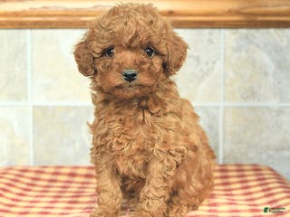 Yorkiepoo dogs Einstein - Ad 34