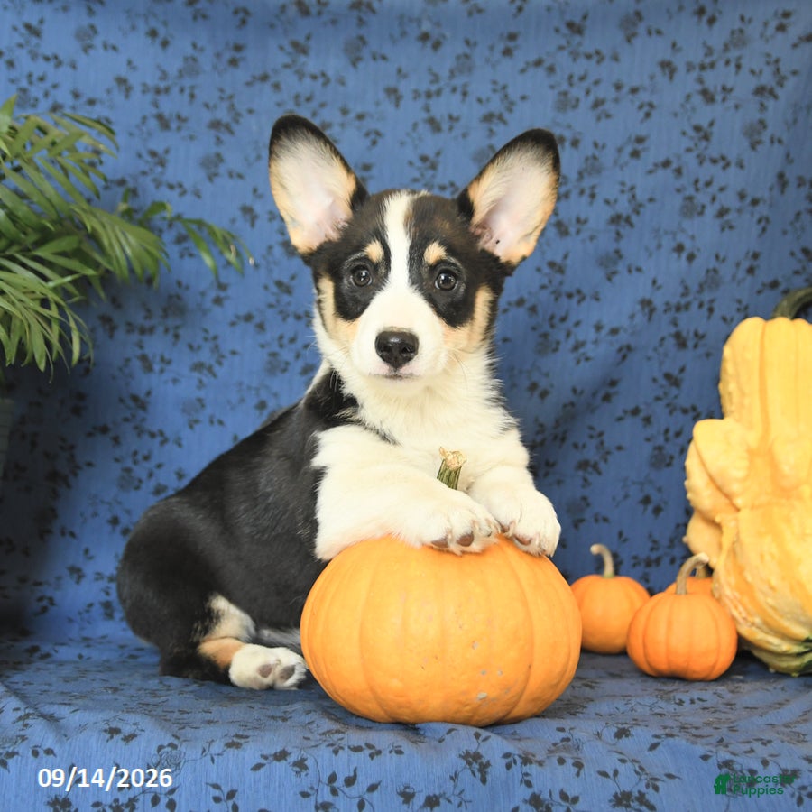 Welsh Corgi Pembroke dogs Lucy - Ad 2