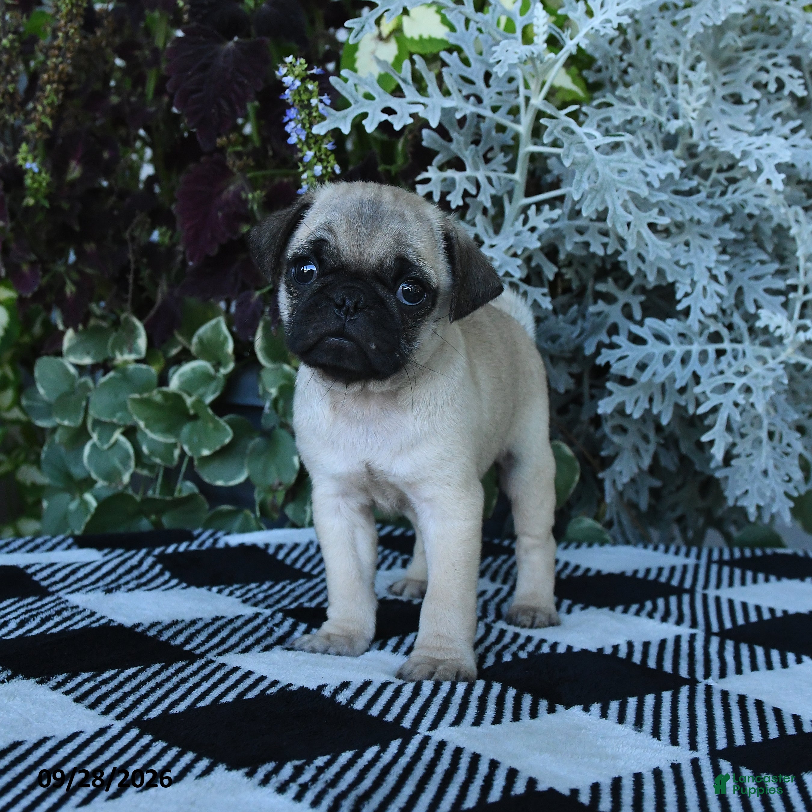 Pug dogs for sale: Garth - Ad 4