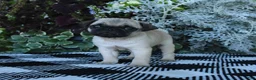 Pug dogs for sale: Garth - Ad 1