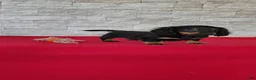Miniature Dachshund dogs for sale: Titus - Ad 6