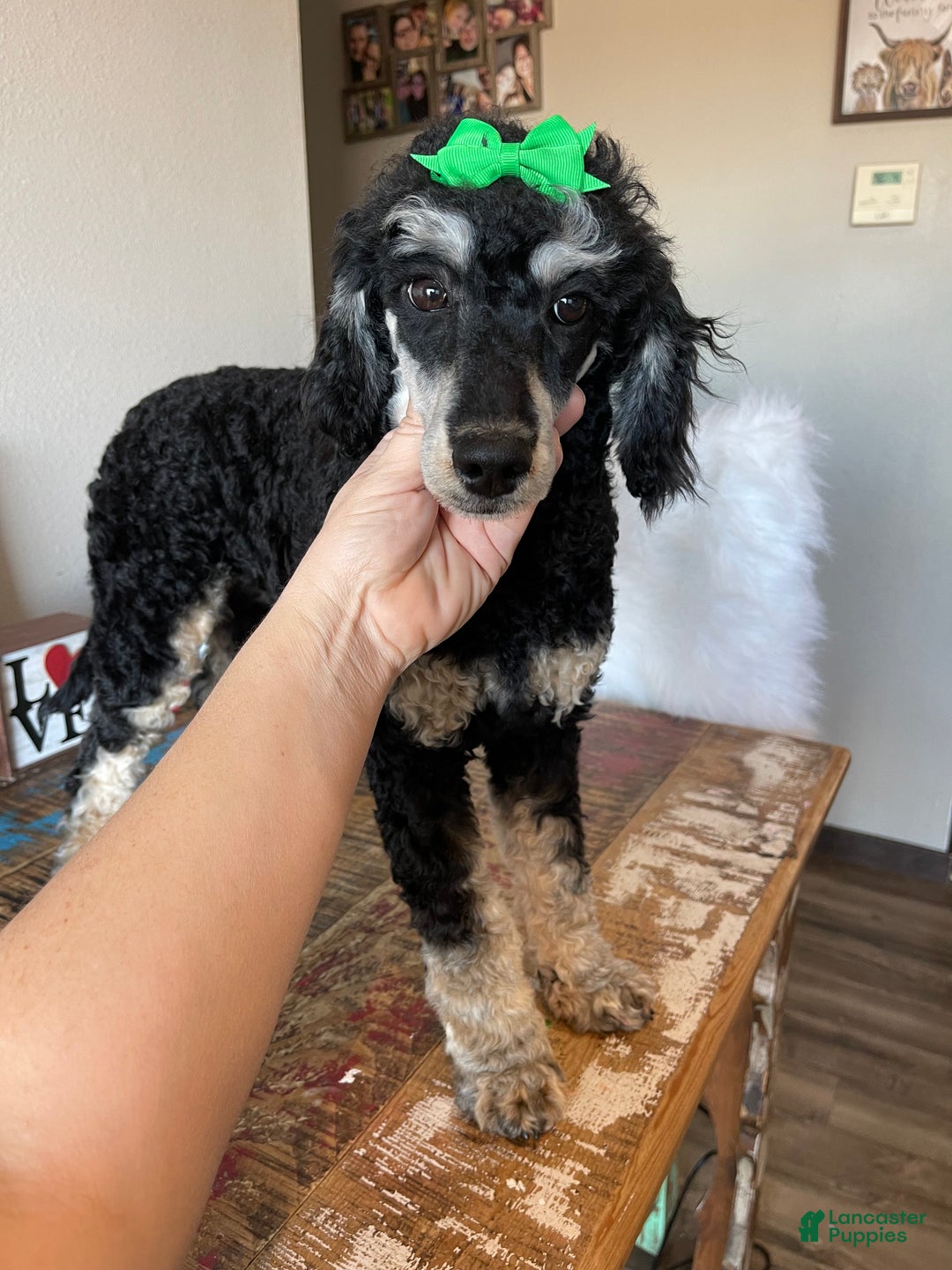 Miniature Poodle dogs for sale: Akc Clear Black Phantom Piper - Ad 2