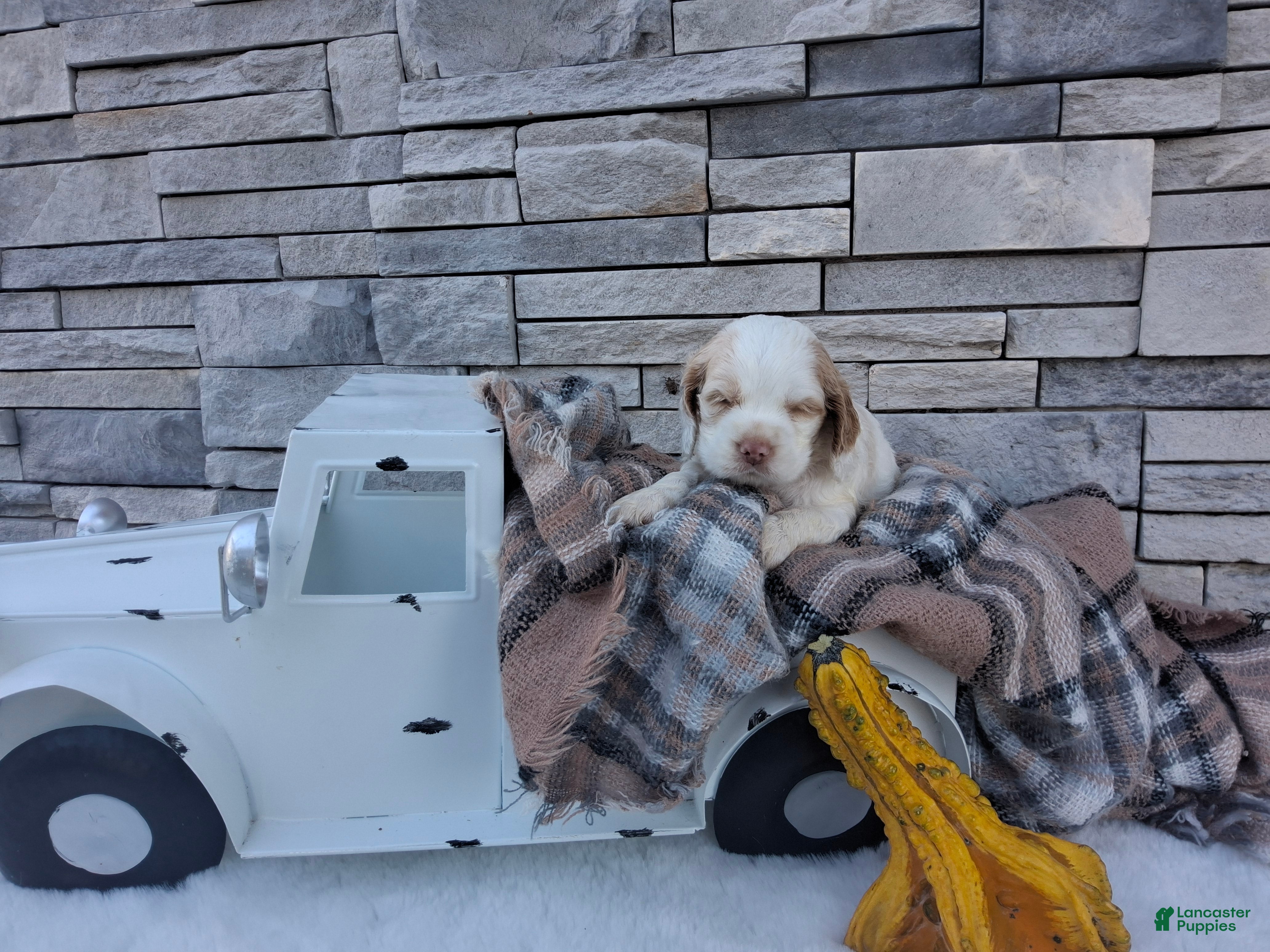 Cocker Spaniel dogs for sale: Winston - Ad 2
