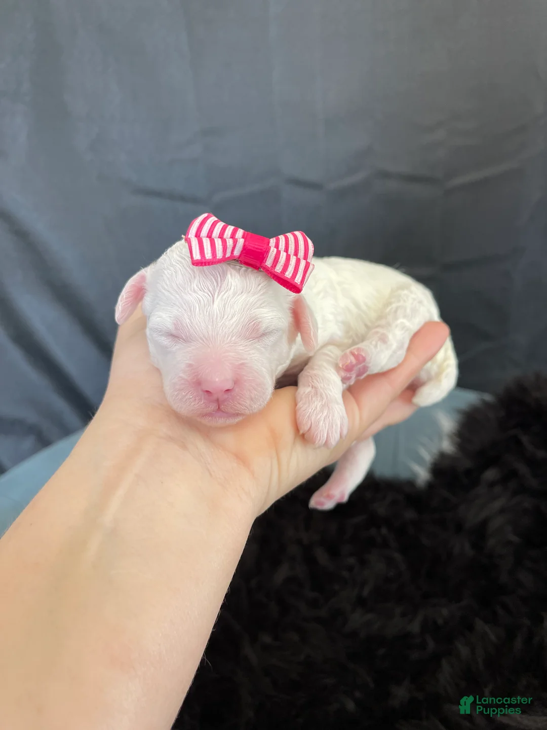 Miniature Poodle dogs for sale: Akc Clear 🧬 Tested Poodle Girl - Ad 3