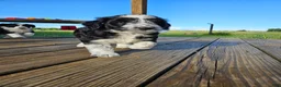 Bordoodle dogs for sale: Romeo - Ad 2