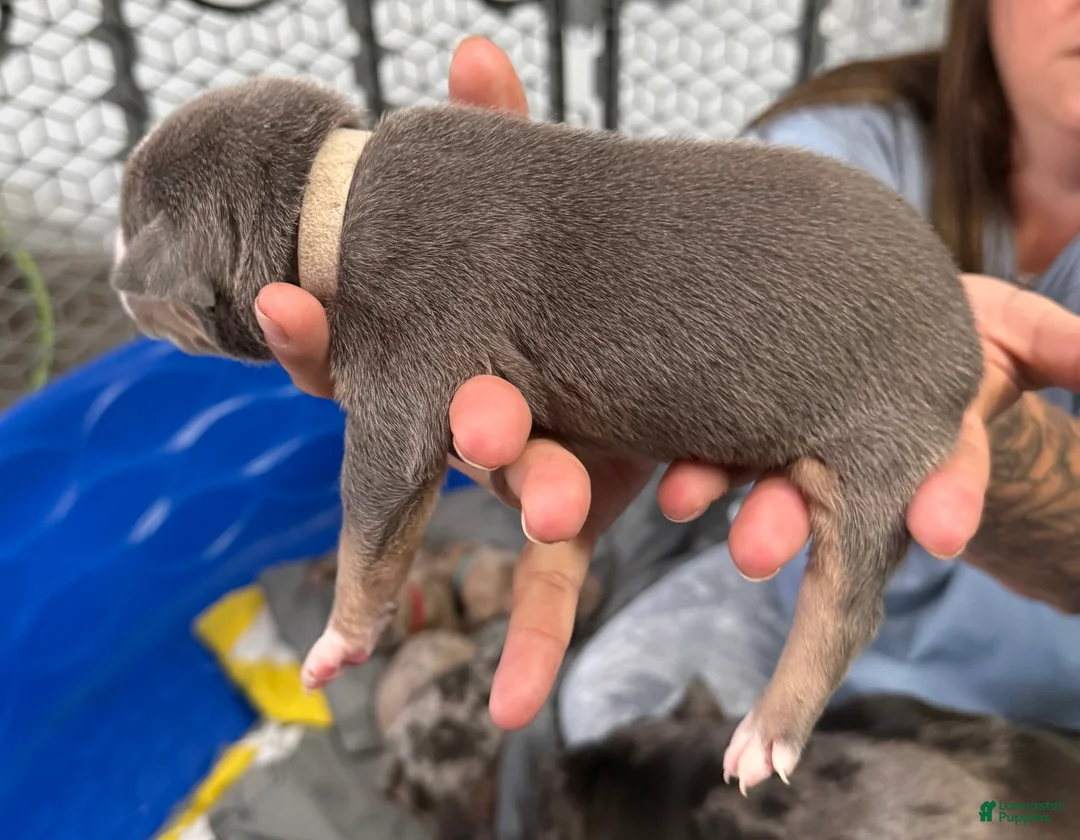American Bully dogs for sale: Mia - XL American Bully Puppy  - Ad 2
