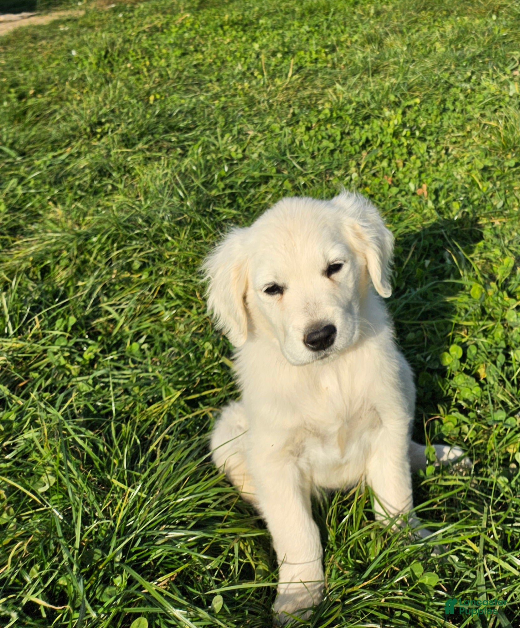 Golden Retriever dogs for sale: Ruby - Ad 1