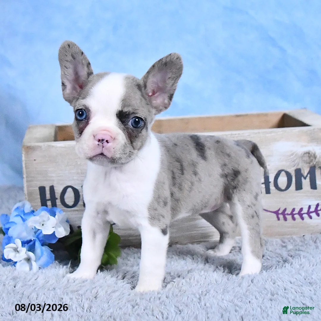 Frenchton dogs for sale: Lilla - Ad 2
