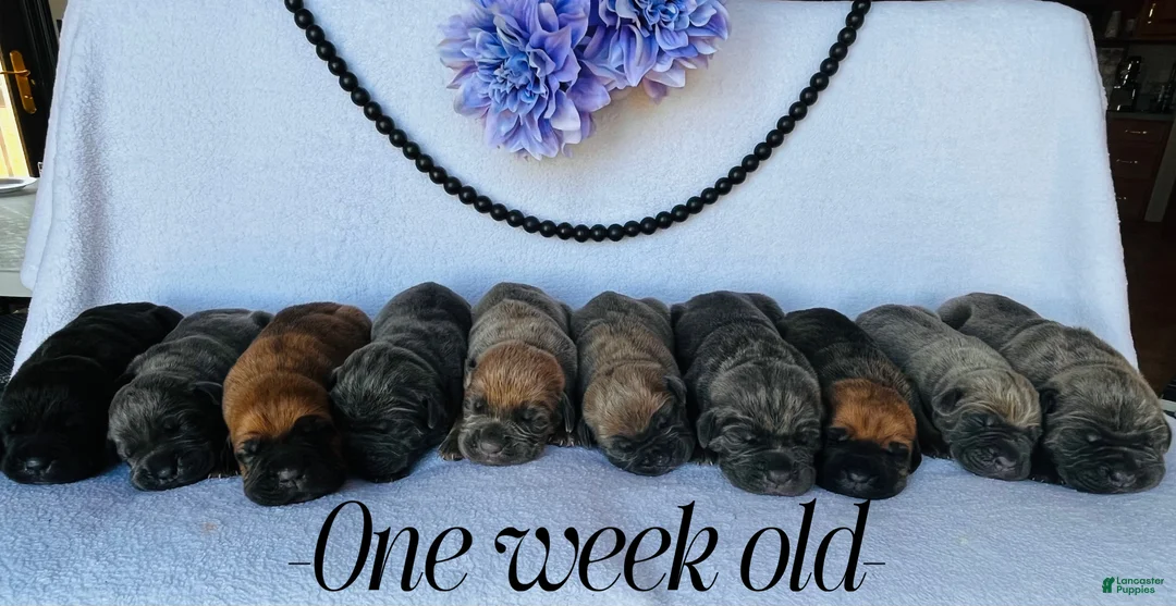 Cane Corso dogs for sale: Nikki - Ad 5