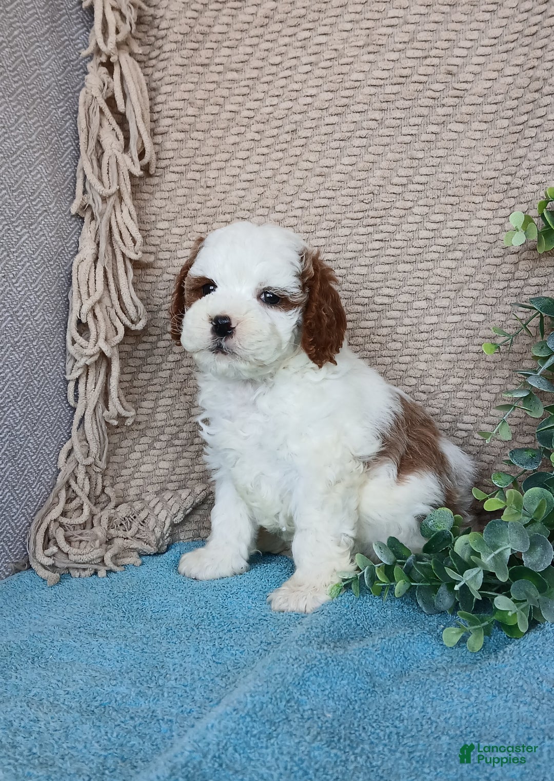 Cavapoo dogs for sale: Scott  - Ad 5
