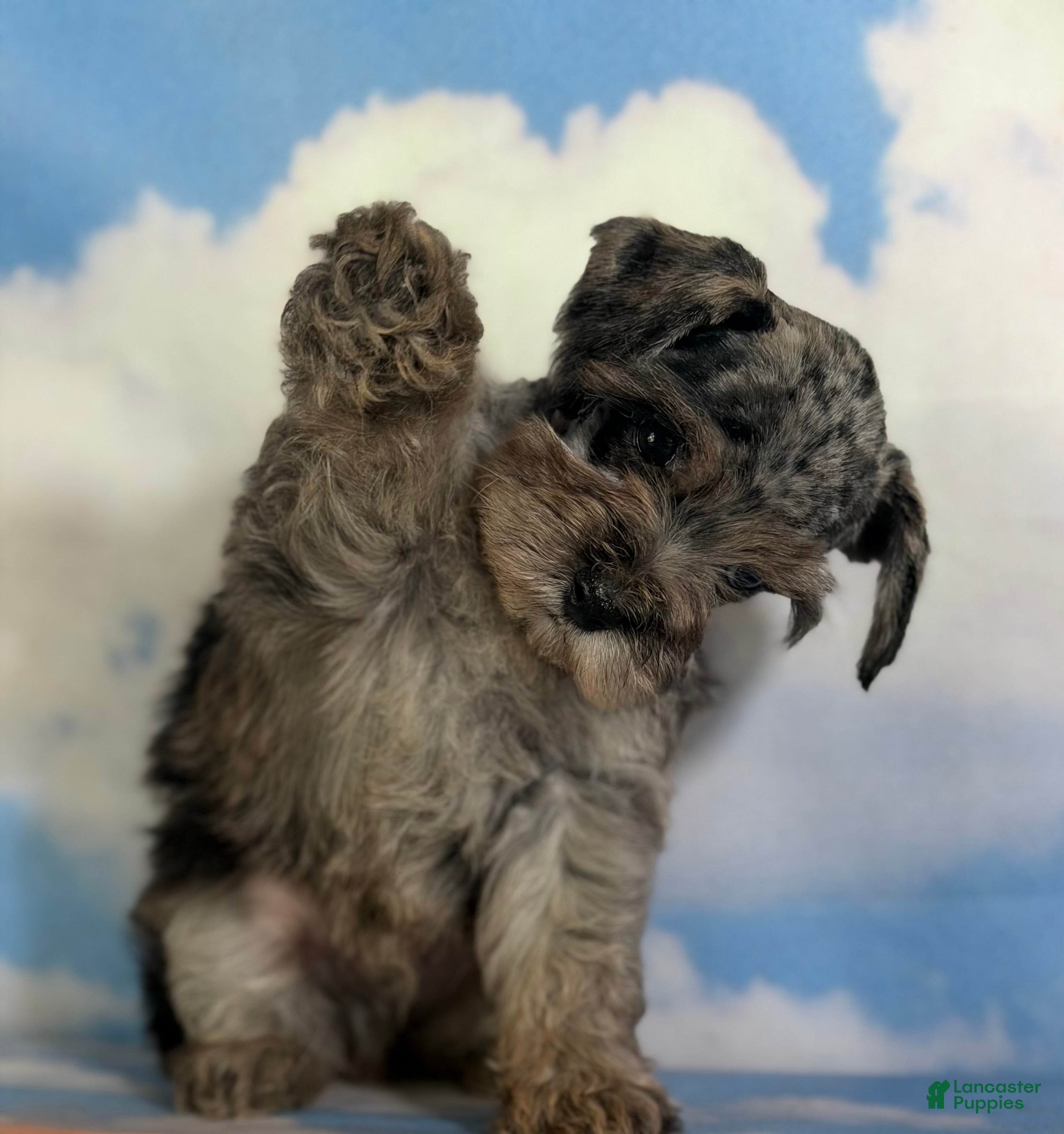 Schnoodle dogs Pipsqueak - Ad 1