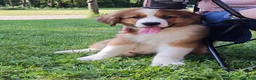 Mixed Breed dogs for sale: Marley - Ad 92