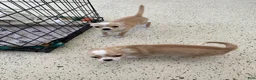 Chihuahua dogs for sale: Sven - Ad 4