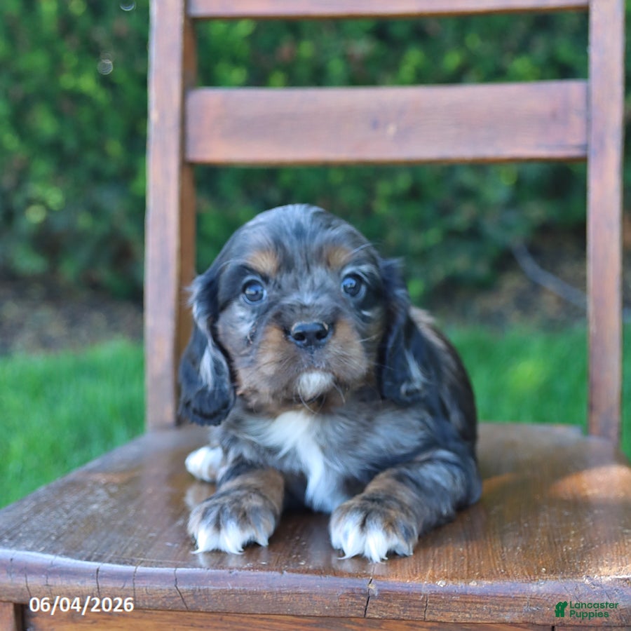 Rose Cockalier for sale in Millersburg | Lancaster Puppies