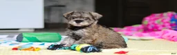 Miniature Schnauzer dogs for sale: Josie - Ad 9
