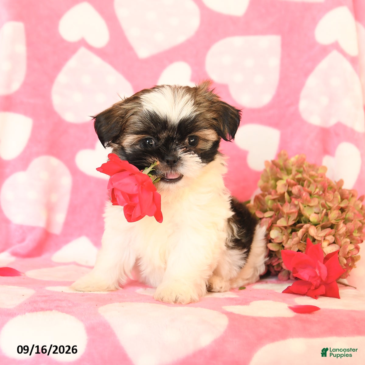 Shih Tzu dogs Candy - Ad 1