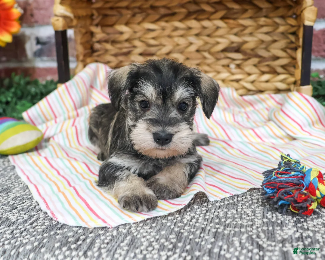 Miniature Schnauzer dogs for sale: Esme - Ad 1