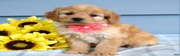 Cavapoo dogs for sale: Clarissa  - Ad 7