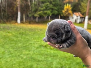 French Bulldog dogs ❄️ Iduna – Blue Big Rope French Bulldog - Ad 4