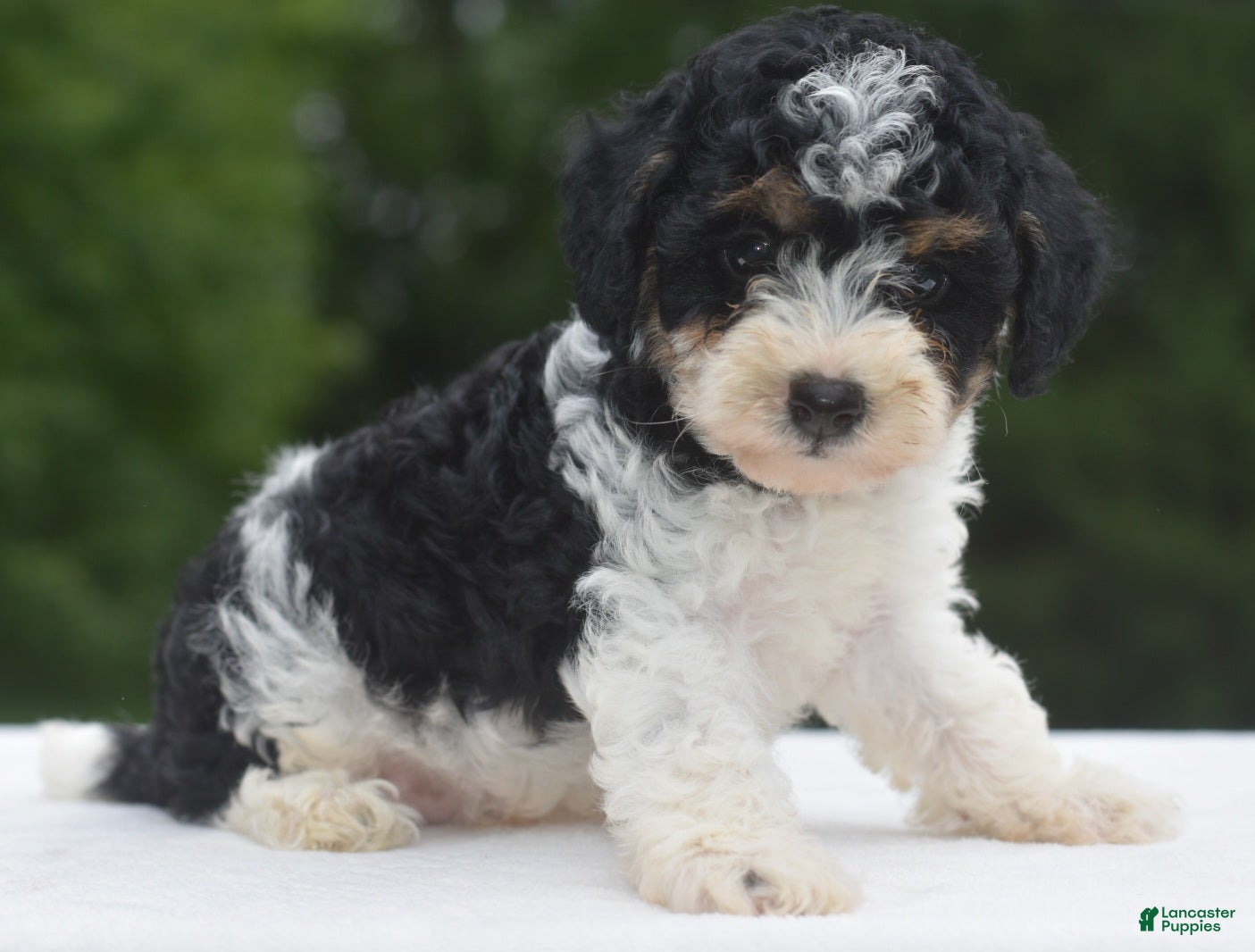 Toy Poodle dogs Bentley  - Ad 2