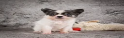 Chihuahua dogs for sale: Anika - Ad 11