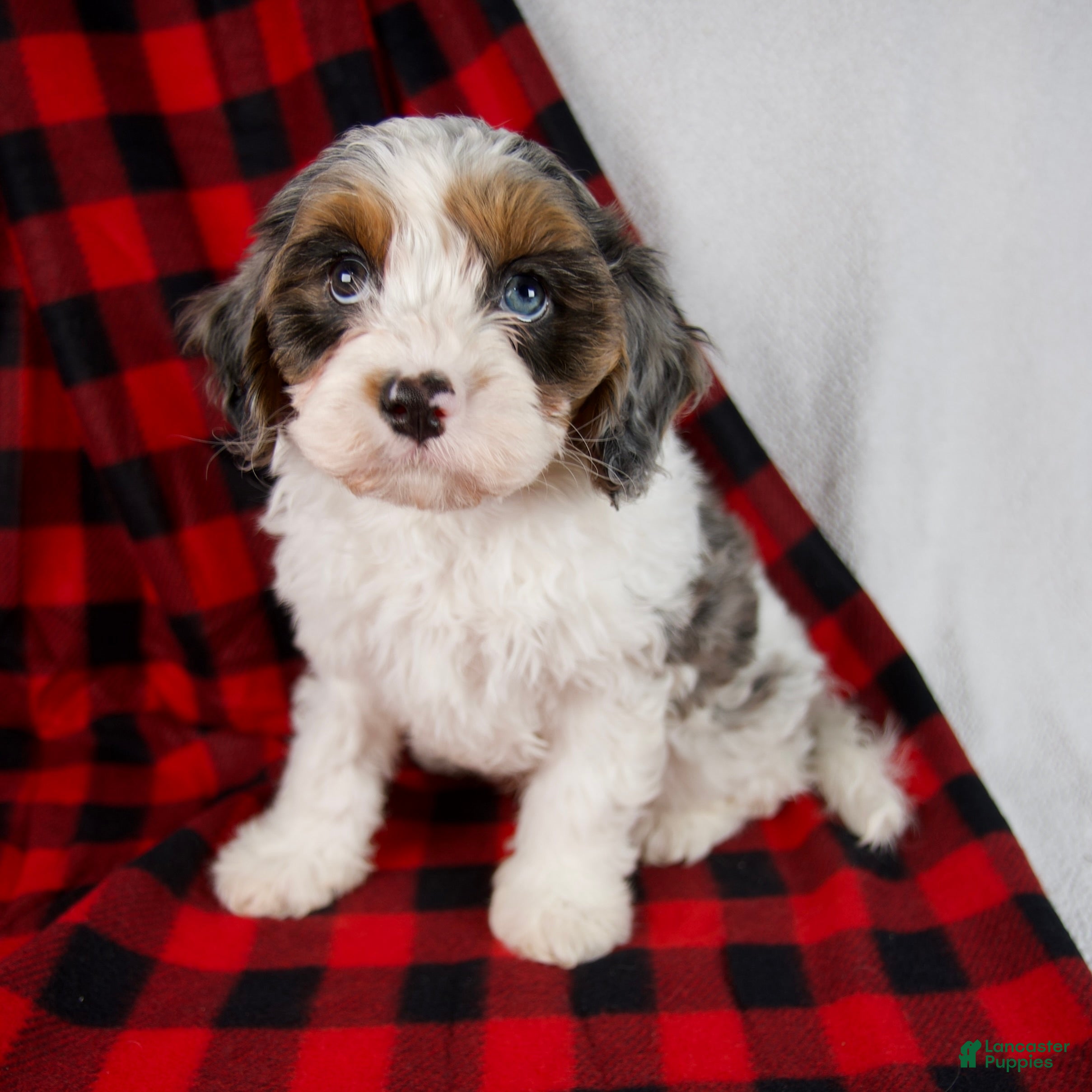Cavapoo dogs Everett - Ad 28