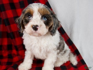 Cavapoo dogs Everett - Ad 4