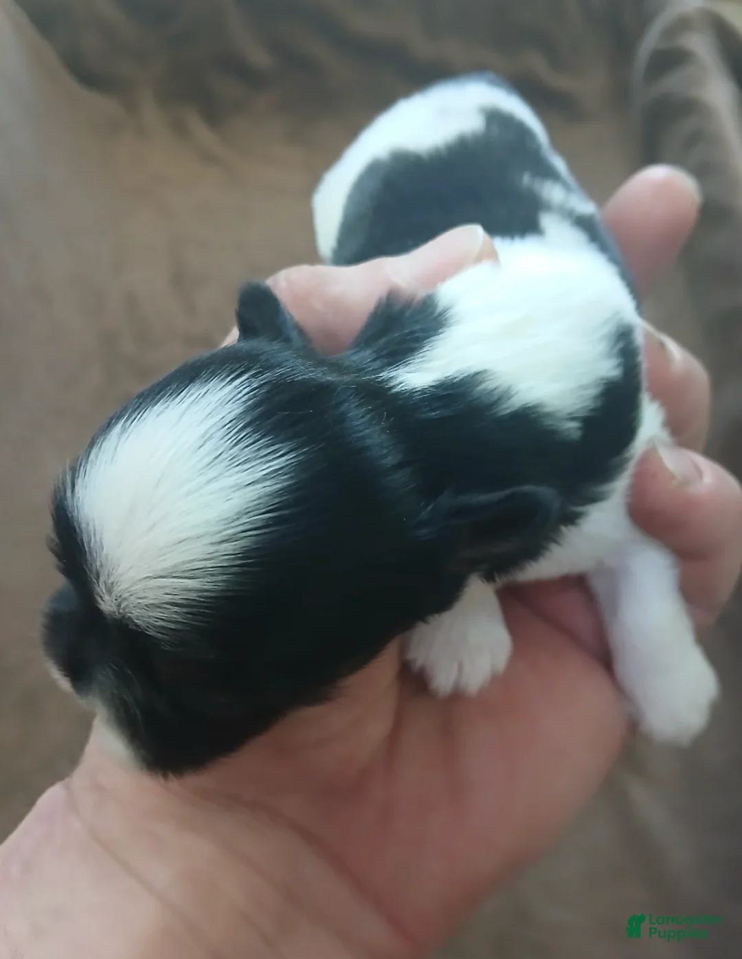 Shih Tzu dogs for sale: Imperial Smurf - Ad 2
