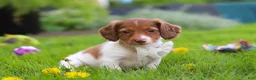 Miniature Dachshund dogs for sale: Poppy - Ad 3