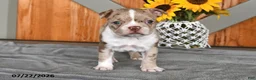 Boston Terrier dogs for sale: Tina - Ad 4