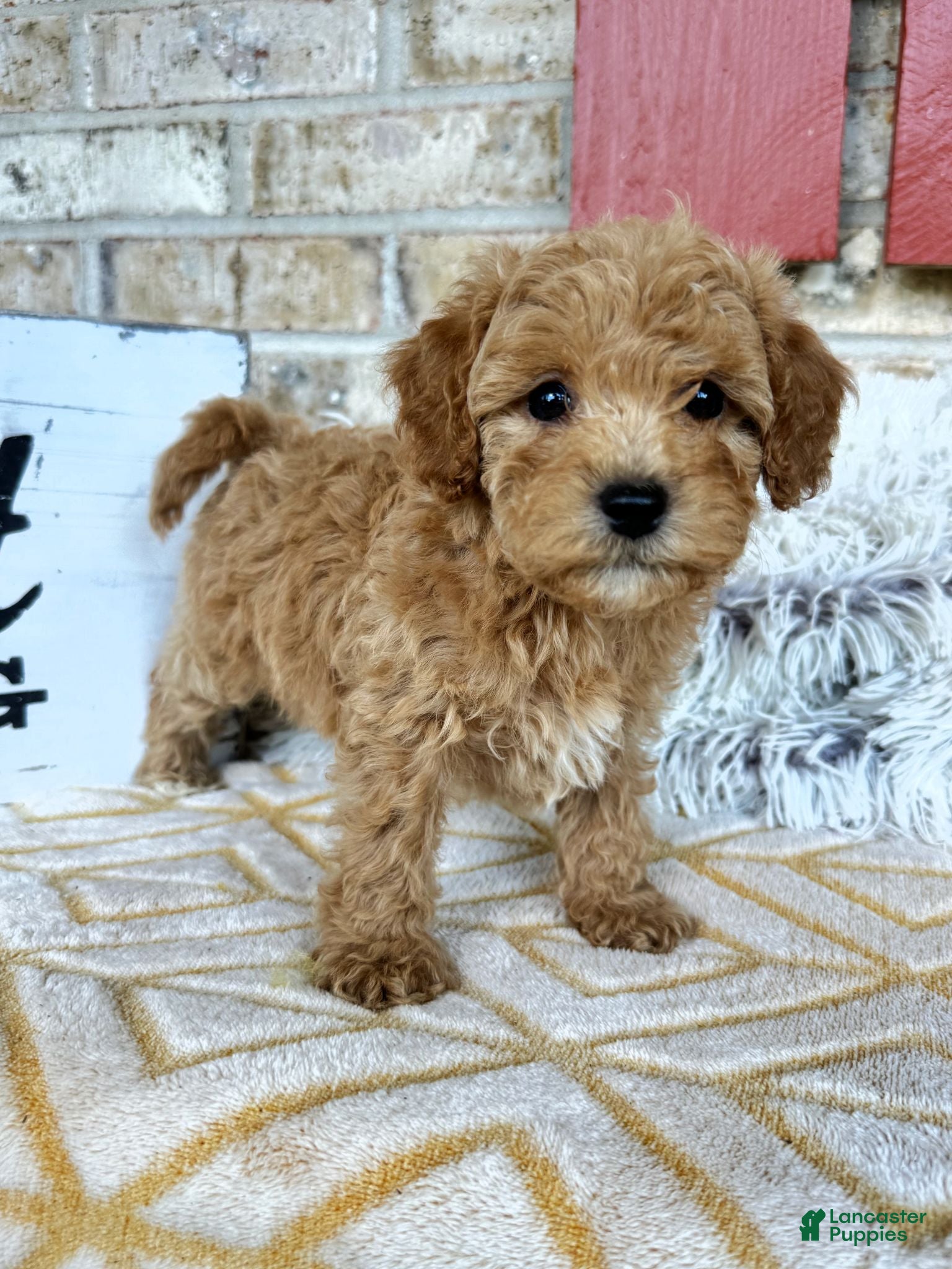 Cavapoo dogs Remi - Ad 38