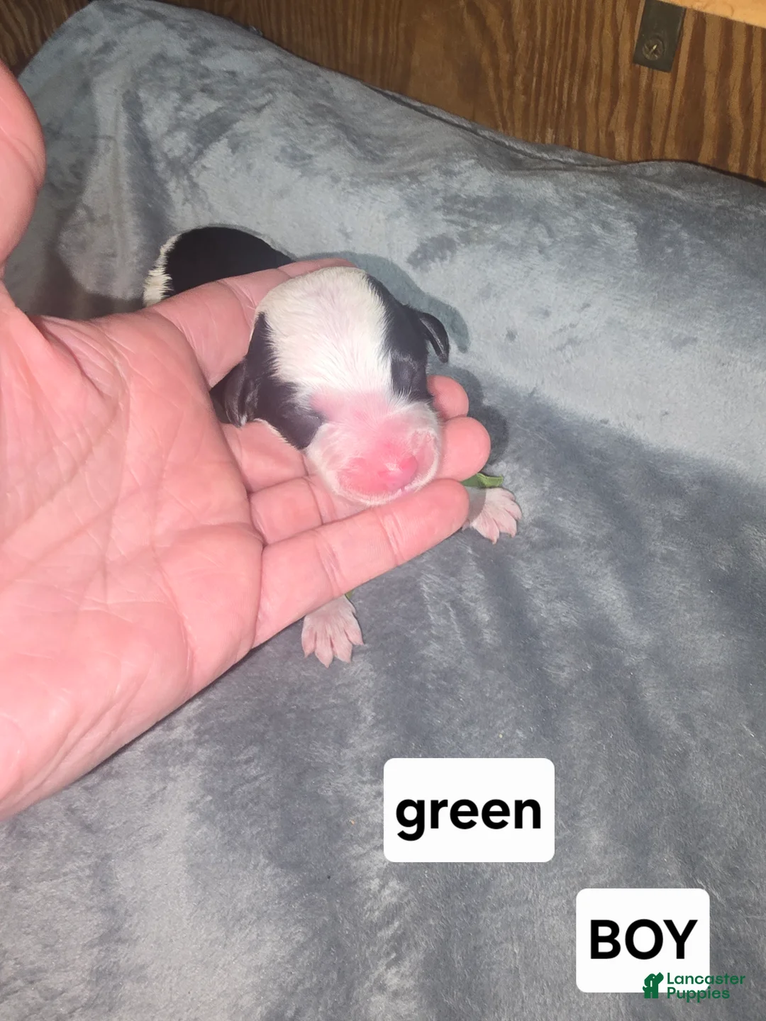 Sheepadoodle dogs for sale: Hibiscus- green collar  - Ad 2