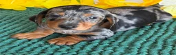 Miniature Dachshund dogs for sale: Razzle - Ad 3
