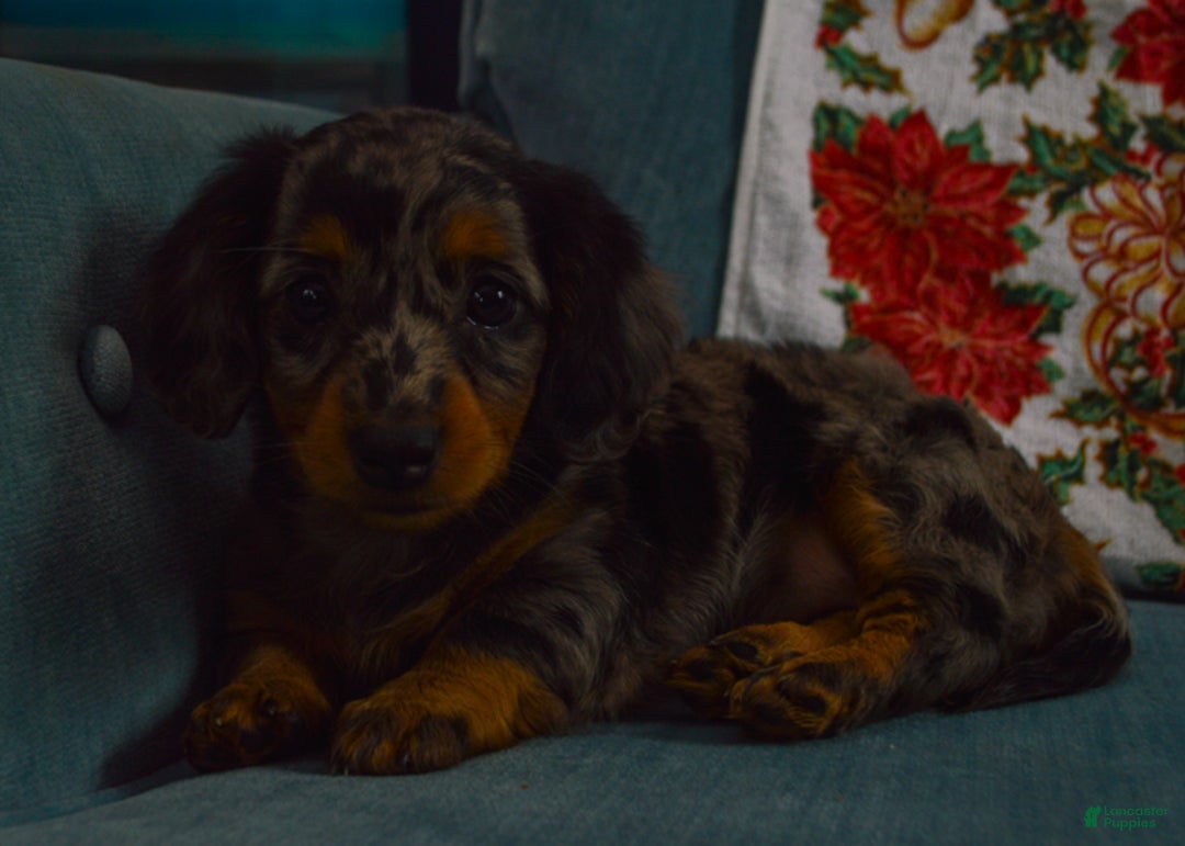 Dachshund dogs for sale: Winnie - Ad 3