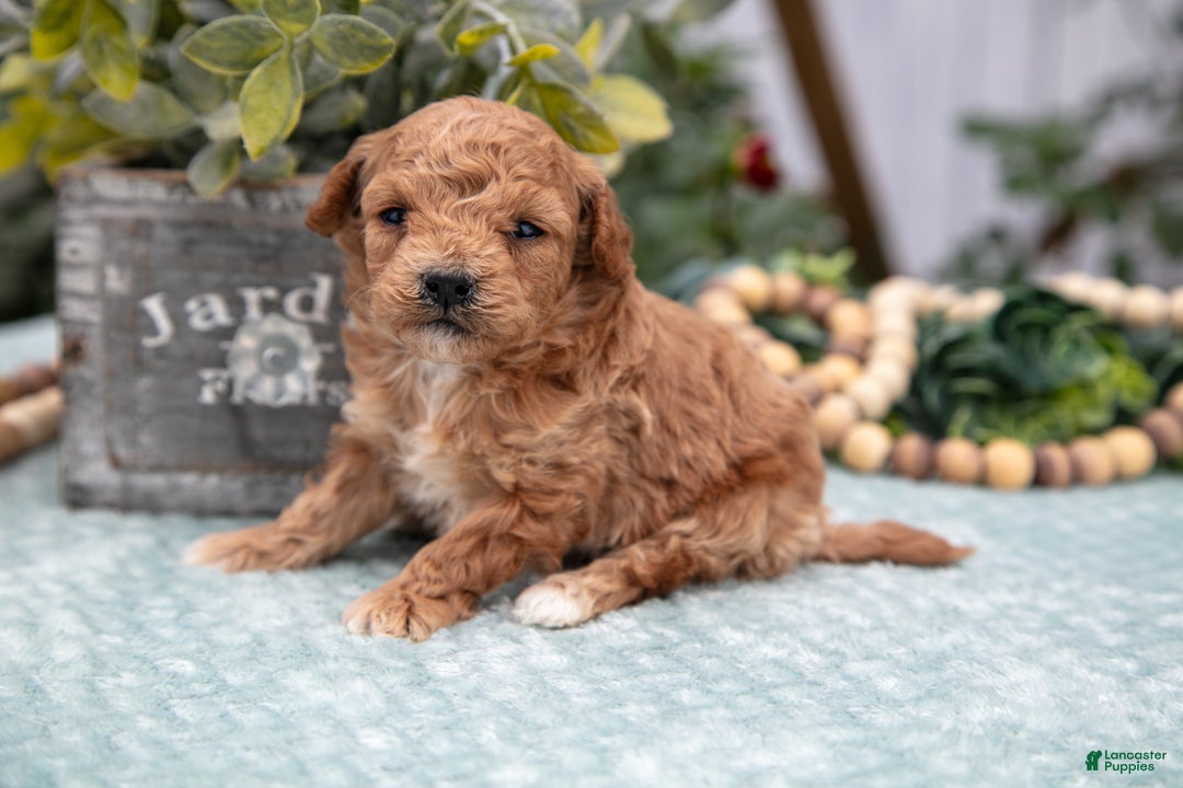 Miniature Poodle dogs for sale: Owen - Ad 1