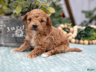 Miniature Poodle dogs Owen - Ad 37