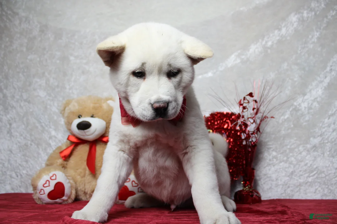 Akita dogs for sale: Jack  - Ad 3