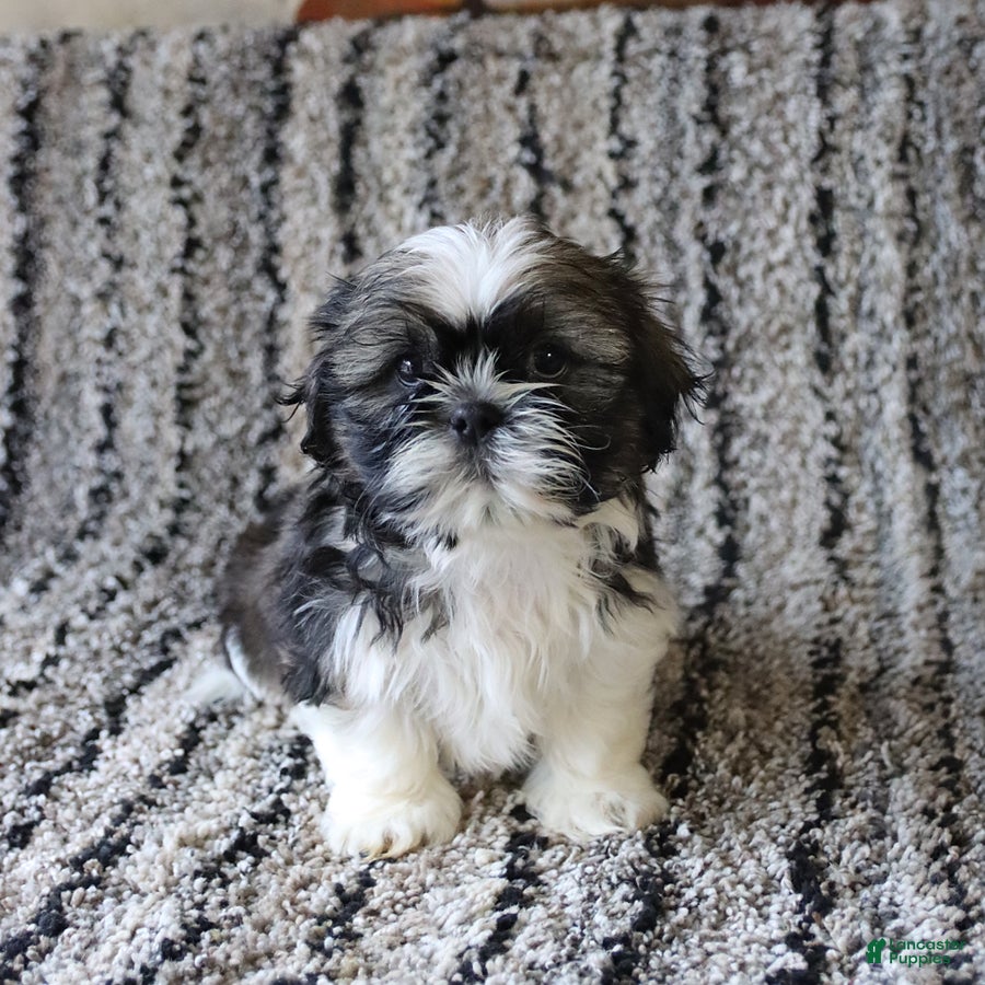 Shih Tzu dogs Remi  - Ad 1