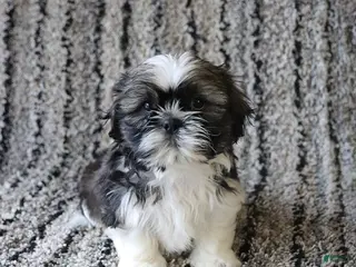 Shih Tzu dogs for sale: Remi - Ad 3