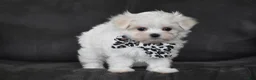 Maltese dogs for sale: Aria - Ad 4