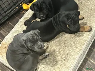 Cane Corso dogs for sale: Cane Corso Puppy 5 - Ad 1