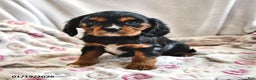 Cavalier King Charles Spaniel dogs for sale: Sally - Ad 4