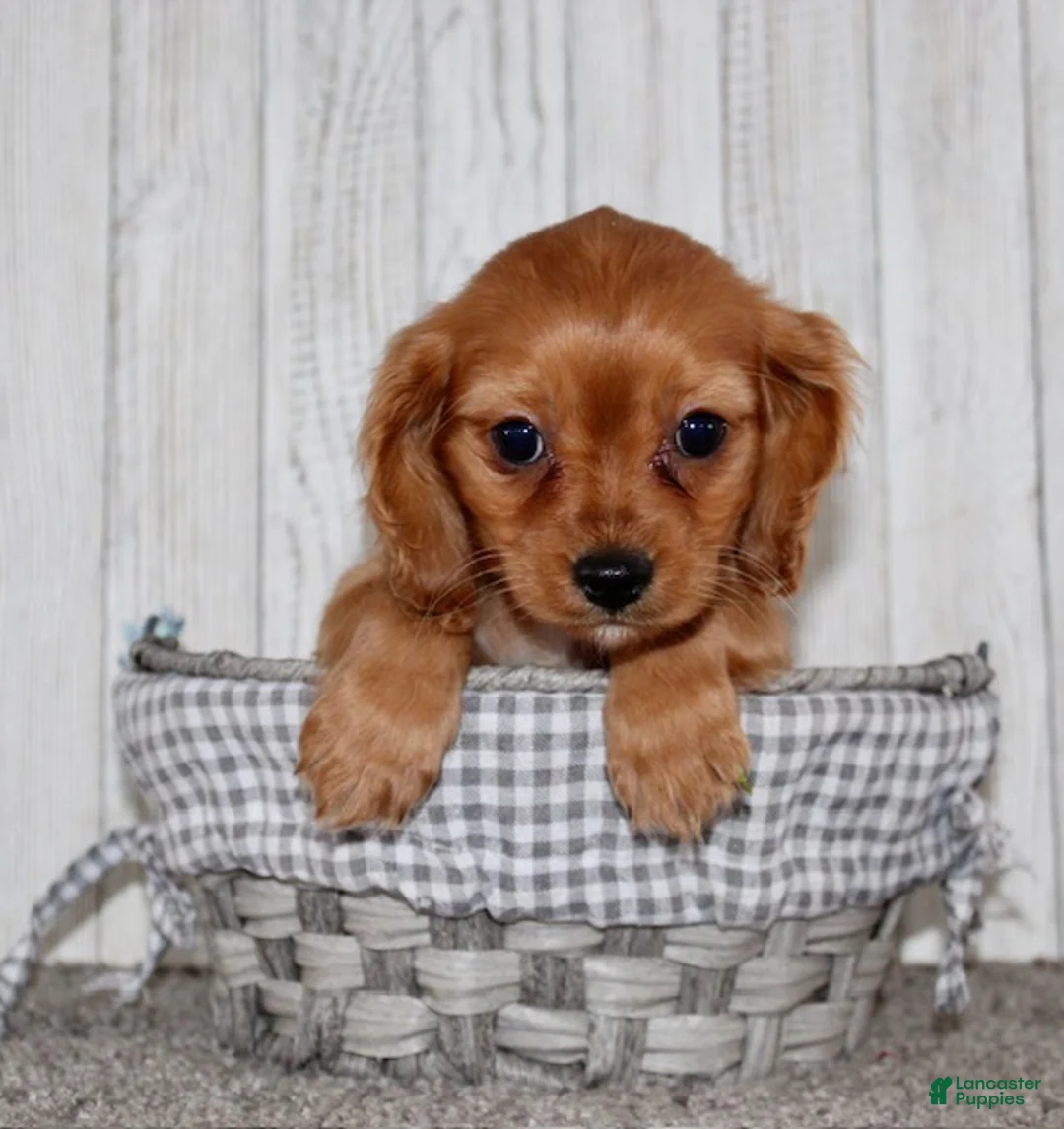 Cavapoo dogs for sale: Molly - Ad 4